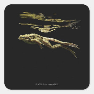 Sticker Carré grenouille nageant dans l'obscurité juste sous la 