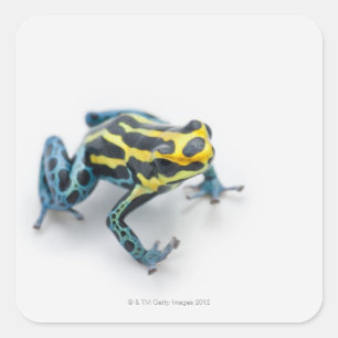 Sticker Carré Grenouille noire, jaune et bleue de dard de poison