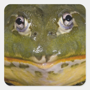 Sticker Carré Grenouille-taureau, Pyxicephalus