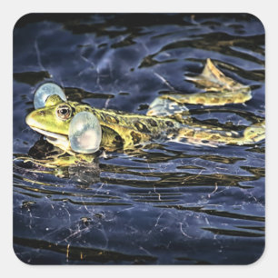 Sticker Carré Grenouille verte dans l'étang