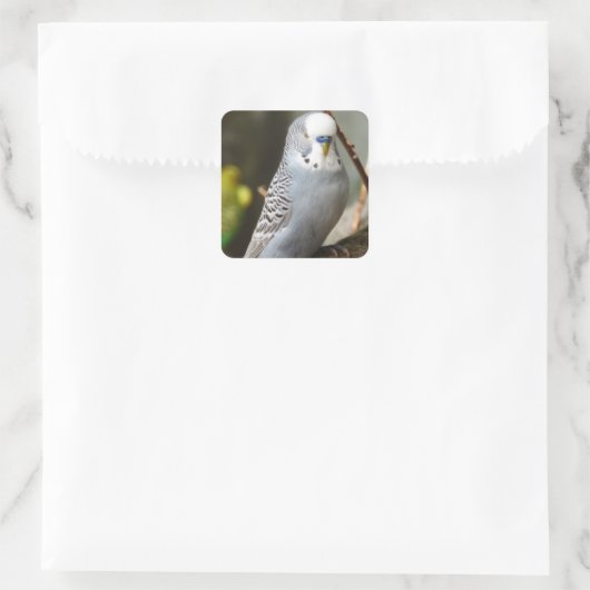 Sticker Carré Grey Budgie Bird (Sac)