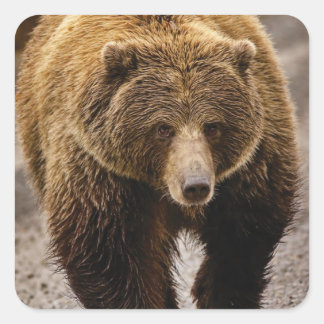 Sticker Carré gros ours brun