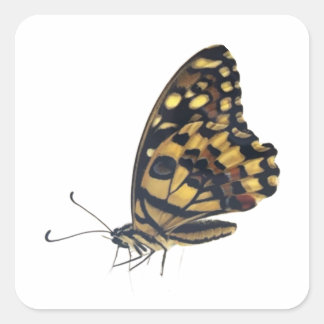 Sticker Carré Gros papillon,