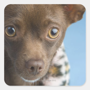 Sticker Carré Gros plan de chihuahua avec collier de foudre