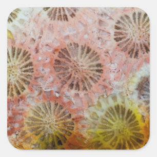 Sticker Carré Gros plan de corail rose