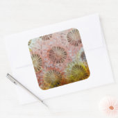 Sticker Carré Gros plan de corail rose (Enveloppe)
