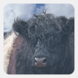 Sticker Carré Gros plan de la vache à ceinture noire et blanche