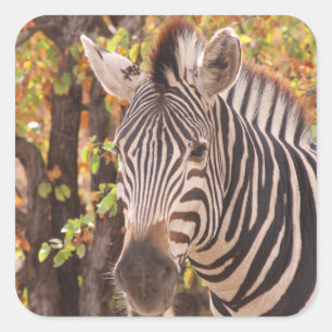 Sticker Carré Gros plan de zèbre dans une forêt de mopani