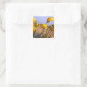 Sticker Carré Gros plan des jonquilles (Sac)