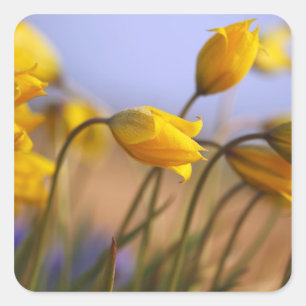 Sticker Carré Gros plan des jonquilles