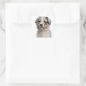 Sticker Carré Gros plan du chiot de Blue Merle Australian Shephe (Sac)