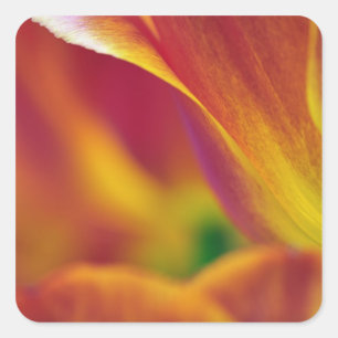 Sticker Carré Gros plan du dessous de la fleur de tulipe, 4