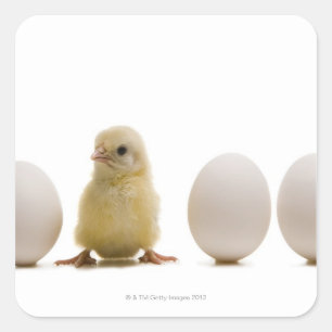 Sticker Carré Gros plan d'un bébé poussin avec trois oeufs