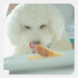 Sticker Carré Gros plan d'un caniche miniature mangeant de la no