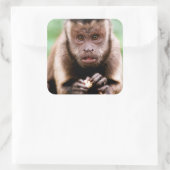 Sticker Carré Gros plan d'un singe capucin à cou noir (Sac)