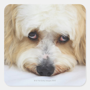 Sticker Carré gros plan humoristique de bichon frise dog