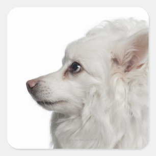 Sticker Carré Gros plan Keeshond (10 ans)