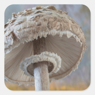 Sticker Carré Gros plan sur le dessous d'un champignon