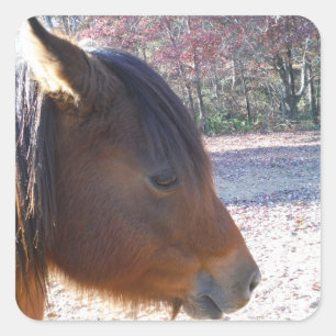 Sticker Carré Gros plan sur un cheval brun, petit poney brun