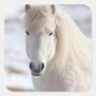 Sticker Carré Gros plan sur un cheval islandais blanc