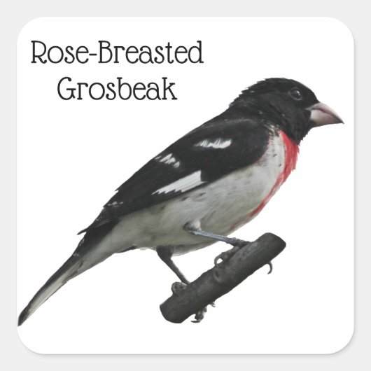 Sticker Carré Grosbeak à poitrine rose (Devant)