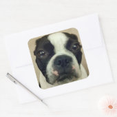 Sticker Carré Grouchy Boston Terrier (Enveloppe)