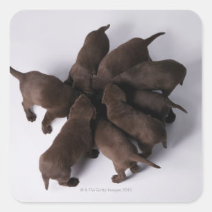 Sticker Carré Groupe de chiots avec têtes ensemble