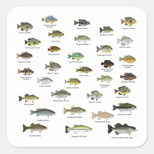 Sticker Carré Groupe de la famille Sunfish (Devant)