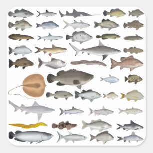 Sticker Carré Groupe de poissons d'eau douce Australie