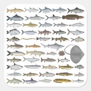 Sticker Carré Groupe de poissons d'eau douce d'Asie du Sud
