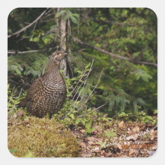 Sticker Carré Grouse Hen