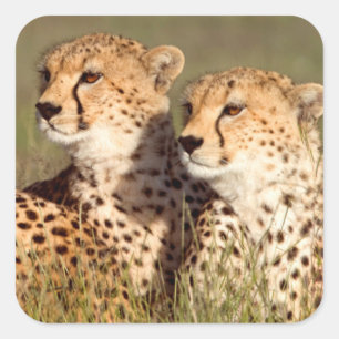 Sticker Carré Guépard allongé dans l'herbe, Ngorongoro Conservat