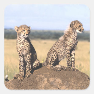 Sticker Carré Guépard CUB