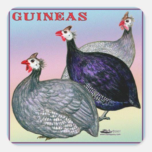 Sticker Carré Guineas Trois Fowl (Devant)