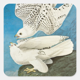 Sticker Carré Gyrfalcons, alias Gerfalcons par John James Audubo
