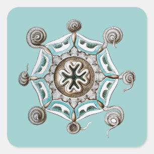 Sticker Carré Haeckel