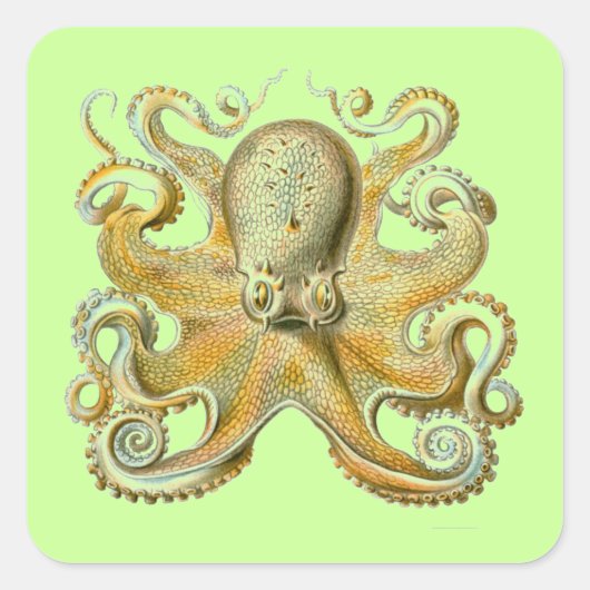 Sticker Carré Haeckel Octopus (Devant)