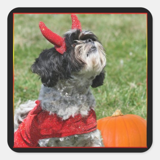 Sticker Carré Halloween Shih Tzu (Devant)
