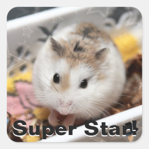 Sticker Carré Hammyville - Cute Hamster