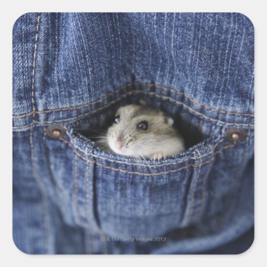 Sticker Carré Hamster dans la poche (Devant)