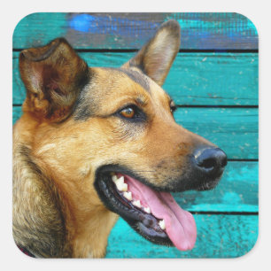 Sticker Carré Happy German Shepherd dog