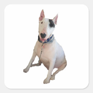 Sticker Carré Happy Rex