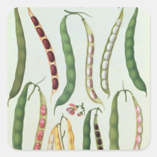 Sticker Carré Haricots