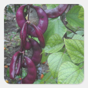 Sticker Carré Haricots pourpres