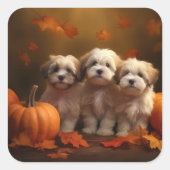 Sticker Carré Havanais chiot automne ravi Citrouille (Devant)