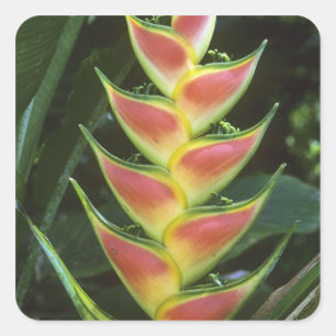 Sticker Carré Heliconias, Heliconia walkeriana), La Selva