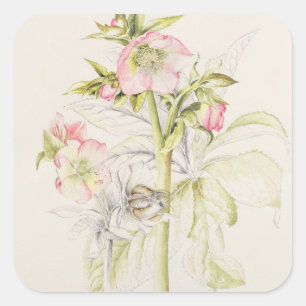 Sticker Carré Hellebores