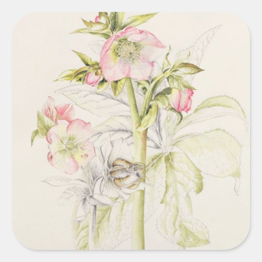 Sticker Carré Hellebores (Devant)