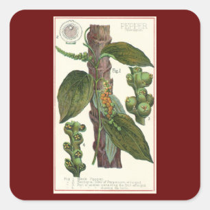 Sticker Carré Herbes alimentaires vintages épices, poivre noir P