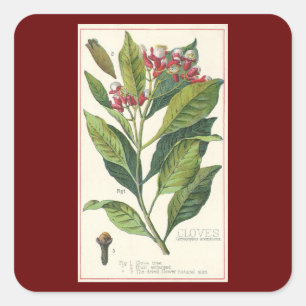Sticker Carré Herbes et épices alimentaires vintage, plante de c